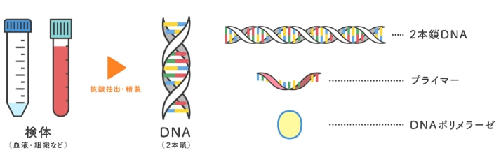 PCR反応に必要なもの