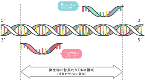 プライマーとは、増やしたい配列の両端に結合するように作られた合成DNAです。