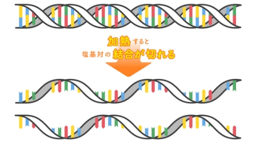 加熱すると塩基対の結合が切れます。