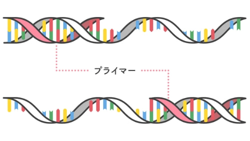 一本鎖にしたDNA鎖のターゲット部分にあらかじめ反応液の中に入れておいたプライマーが結合します。