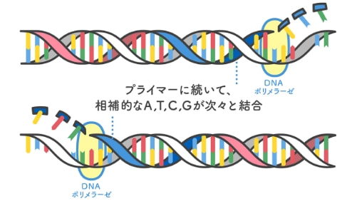 プライマーに続いて、相補的なA、T、C、Gが次々と結合します。