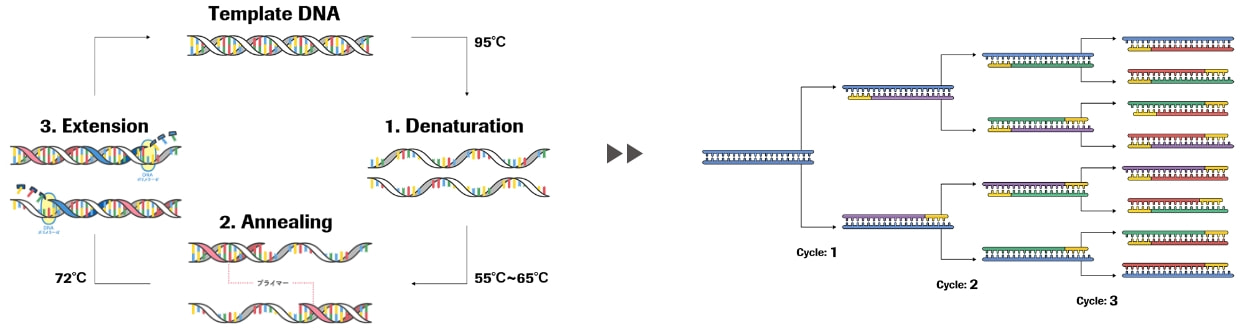 サイクルを繰り返すことで、DNAを2倍、4倍、8倍と、増幅させることができます。