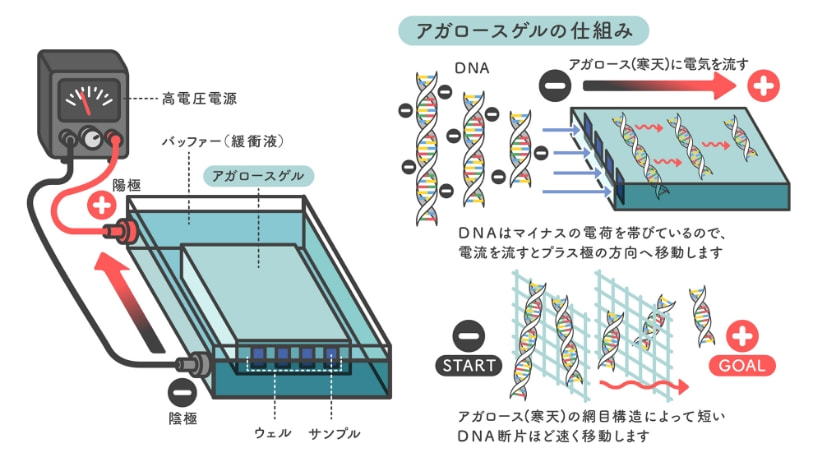 PCR (アガロース電気泳動)