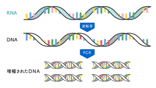 逆転写酵素を使用してRNAからDNAを作り出し、PCR法を実施する手法のことをRT-PCRといいます。