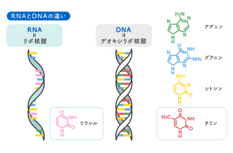 RNAとDNAの違い