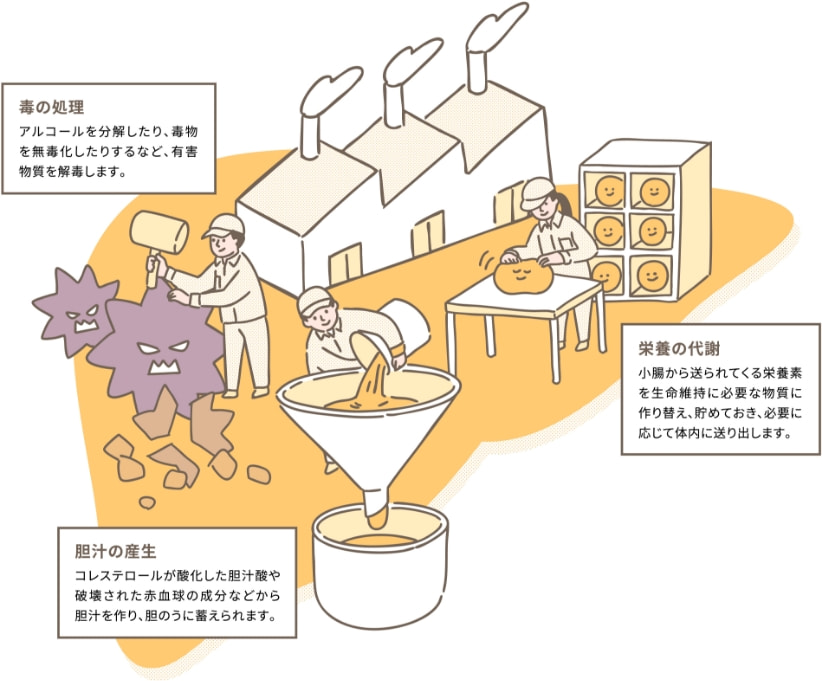 毒の処理、栄養の代謝　胆汁の産生