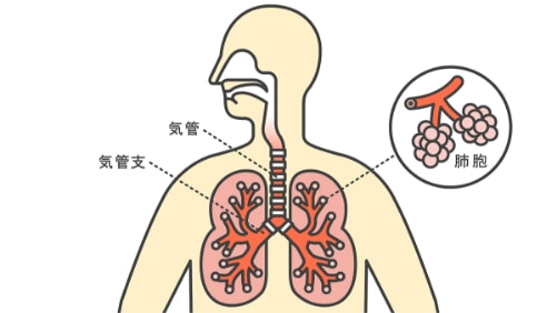 気管、気管支、肺胞の位置