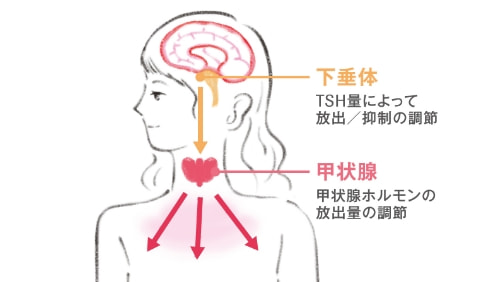 下垂体はTSH量によって放出／抑制の調節をします。甲状腺は甲状腺ホルモンの放出量の調節をします。